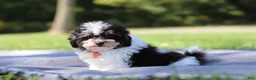 Miniature Poodle dogs for sale: Dawson (AKC) - Ad 3