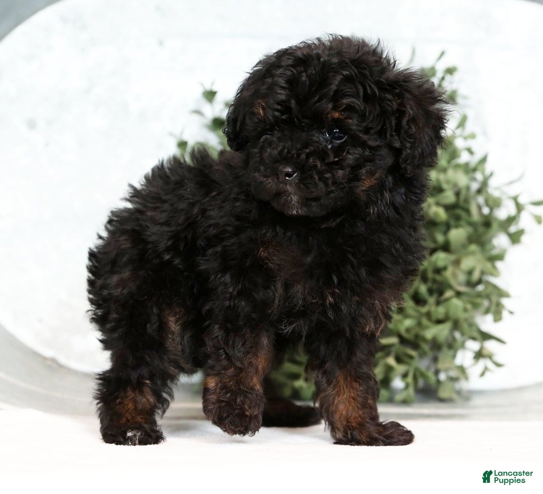 Toy Poodle dogs for sale: Lilly Toy - Ad 8