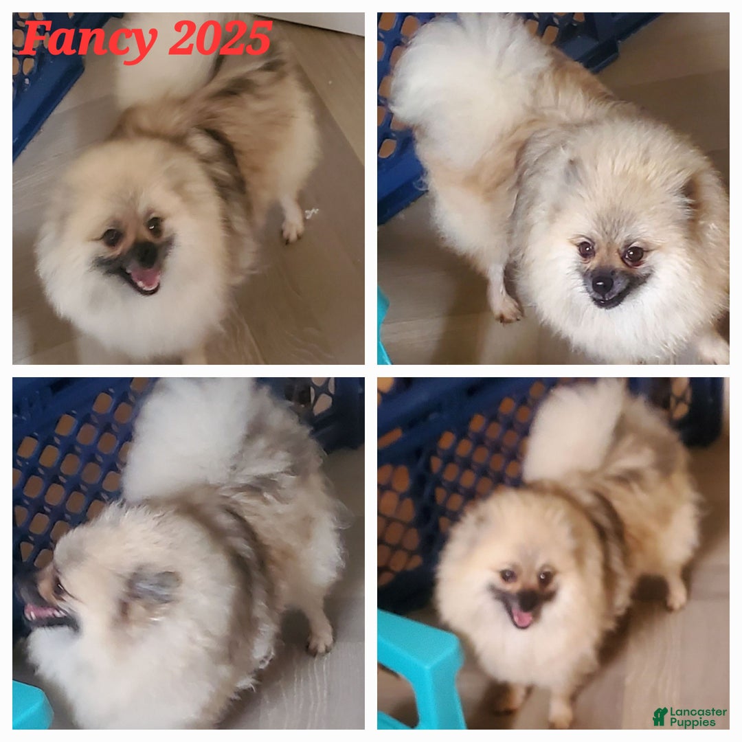 Pomeranian dogs for sale: Akc Susie Q  - Ad 6
