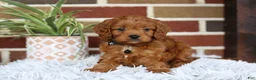 Cavapoo dogs for sale: Everest - Ad 6