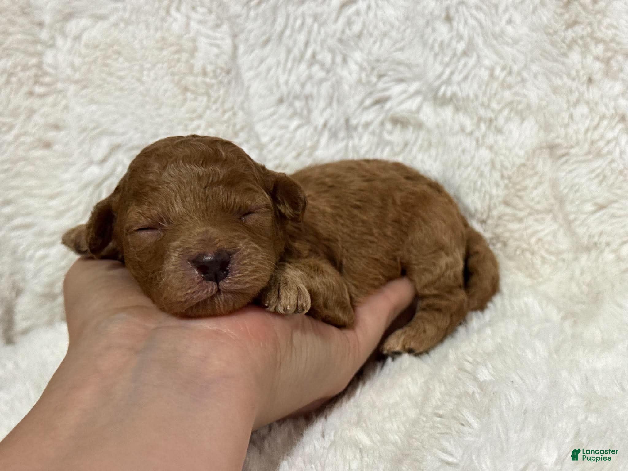 Cavapoo dogs Rufus - Ad 41