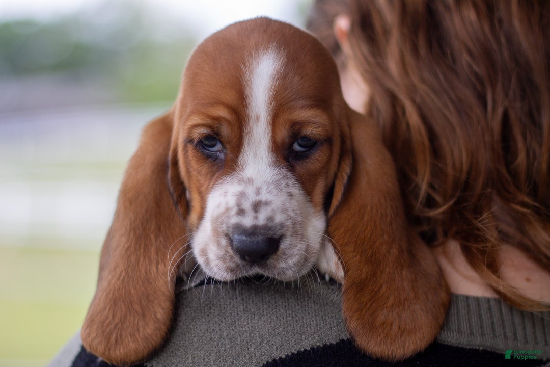 Farm Basset Hound Puppies Craigslist Humane Society Cincinnati