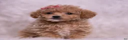 Maltipoo dogs for sale: Kinsley - Ad 5