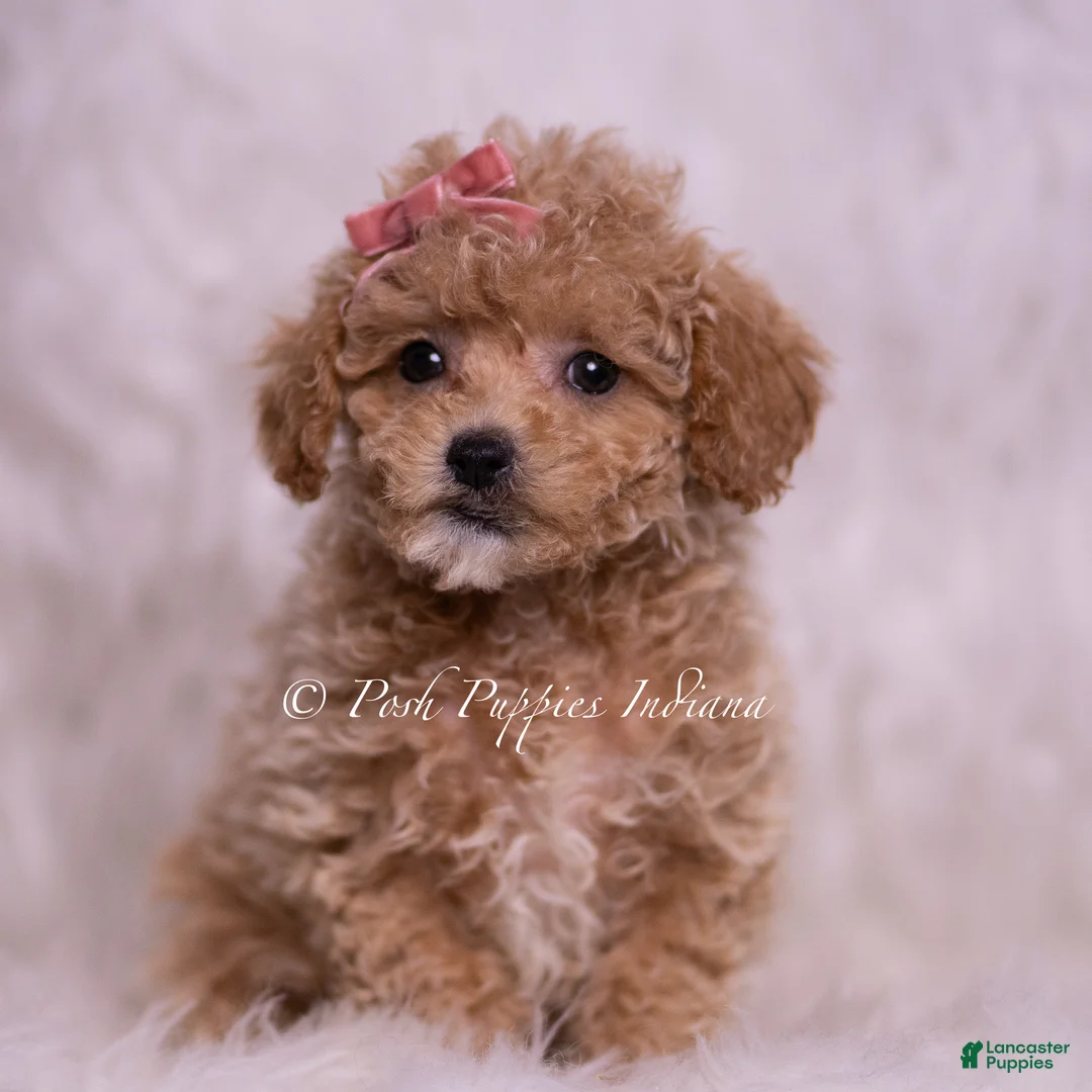 Maltipoo dogs for sale: Kinsley - Ad 5