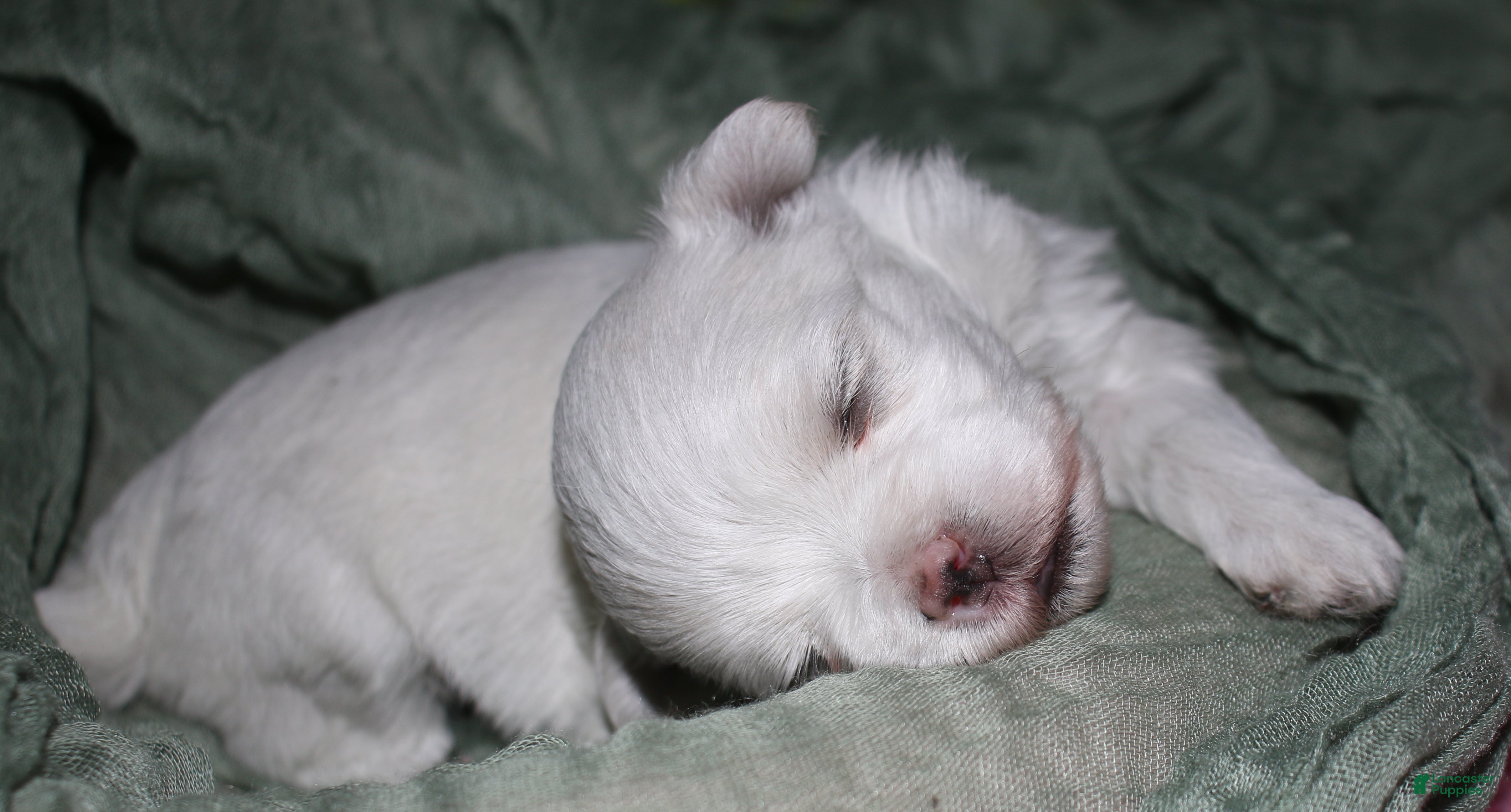 Maltese dogs for sale: Stumpy - Ad 8