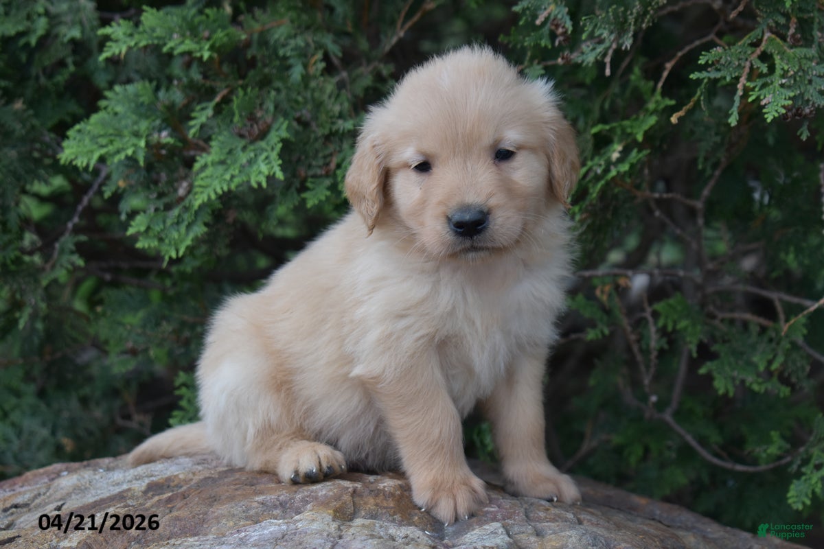 Golden Retriever dogs Nick  - Ad 1