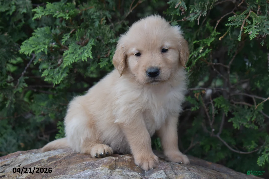 Golden Retriever dogs for sale: Nick  - Ad 1