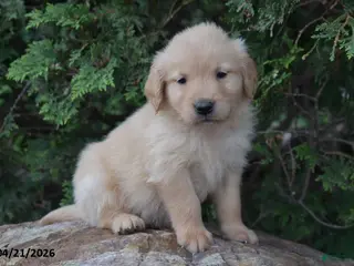 Golden Retriever dogs for sale: Nick - Ad 3