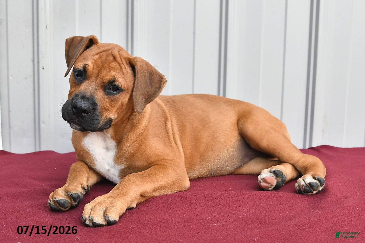Mixed Breed dogs Charlotte - Ad 2