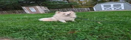 Pomeranian dogs for sale: Jude - Ad 11