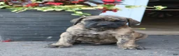 English Mastiff dogs for sale: Elijah  - Ad 1