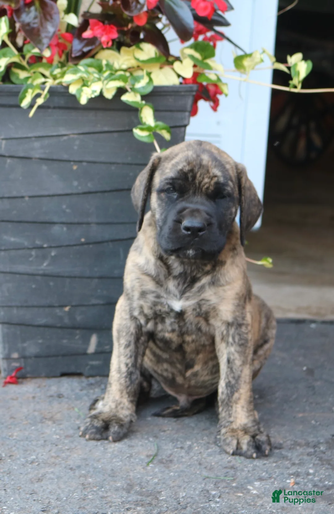 English Mastiff dogs for sale: Elijah  - Ad 1