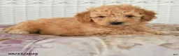 Miniature Poodle dogs for sale: Carter - Ad 5