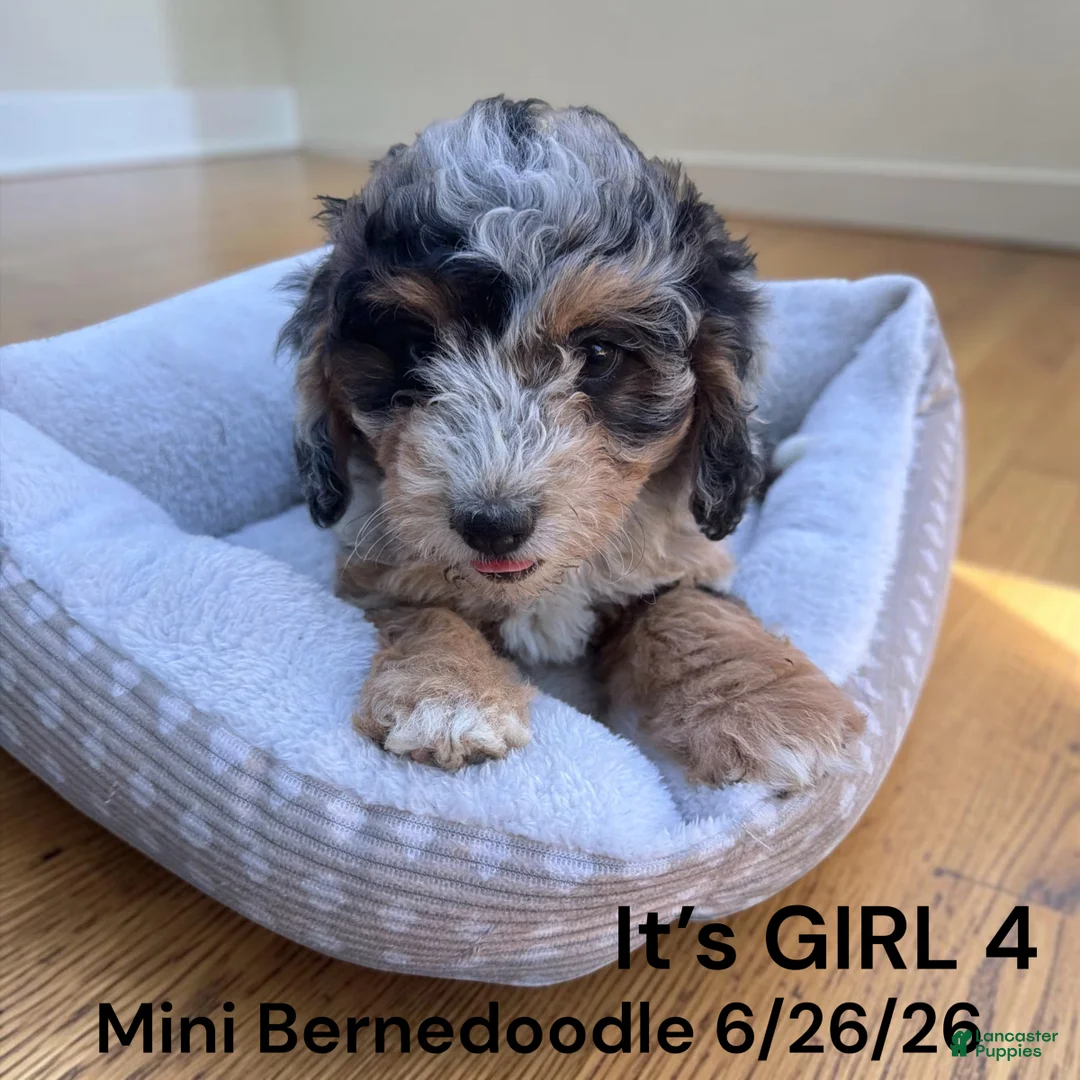 Mini Bernedoodle dogs for sale: Mini Bernedoodle 4 - Ad 2