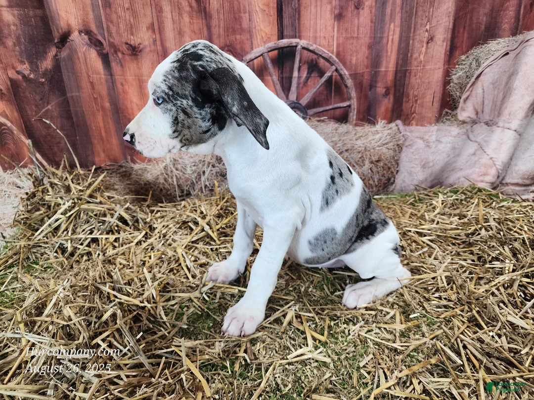 Catahoula Leopard Dog dogs for sale: Angel 2025 Female 1 - Ad 16