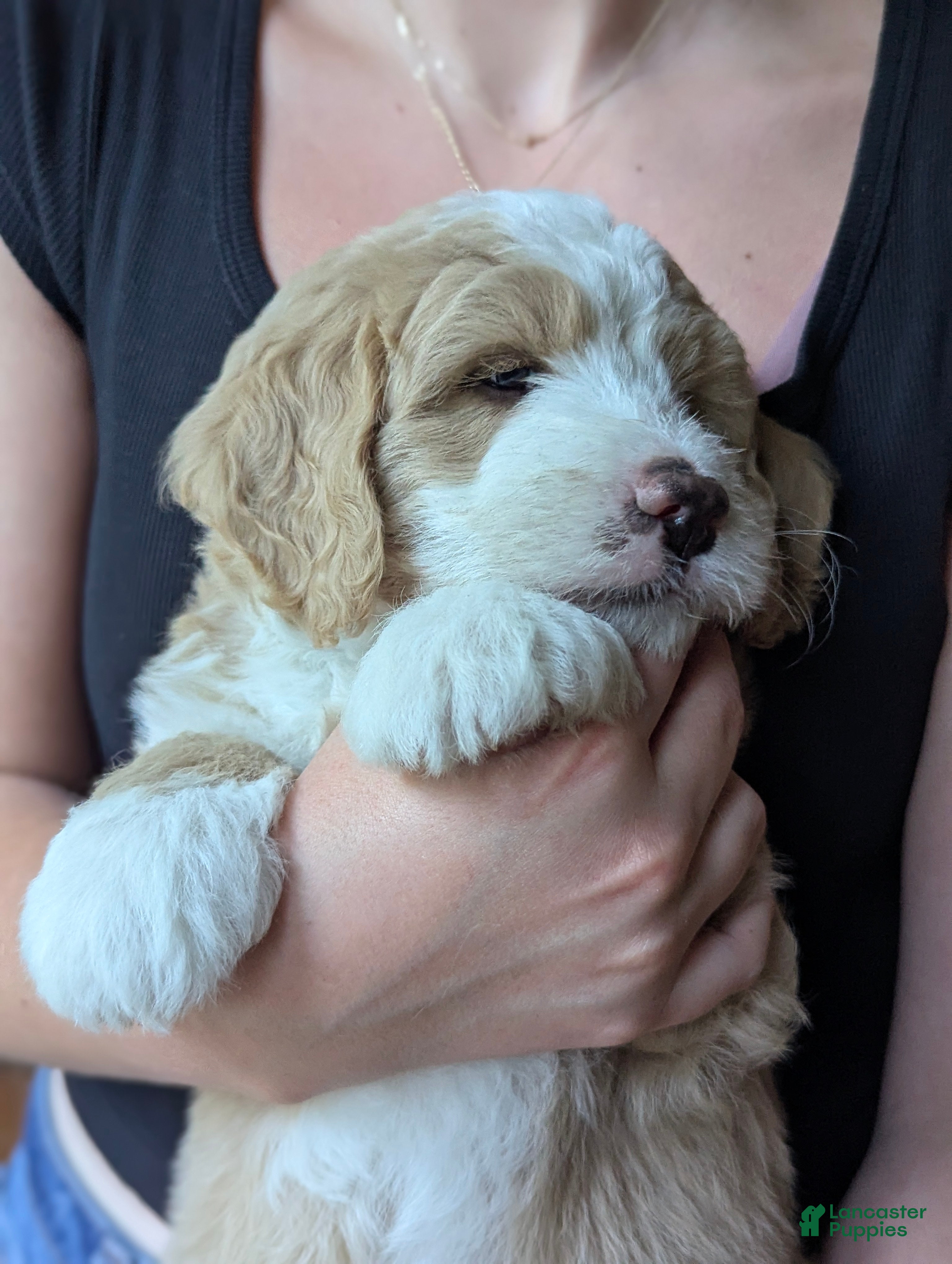 Mini Bernedoodle dogs Percy, Adorable F3 Mini Bernedoodle! - Ad 2