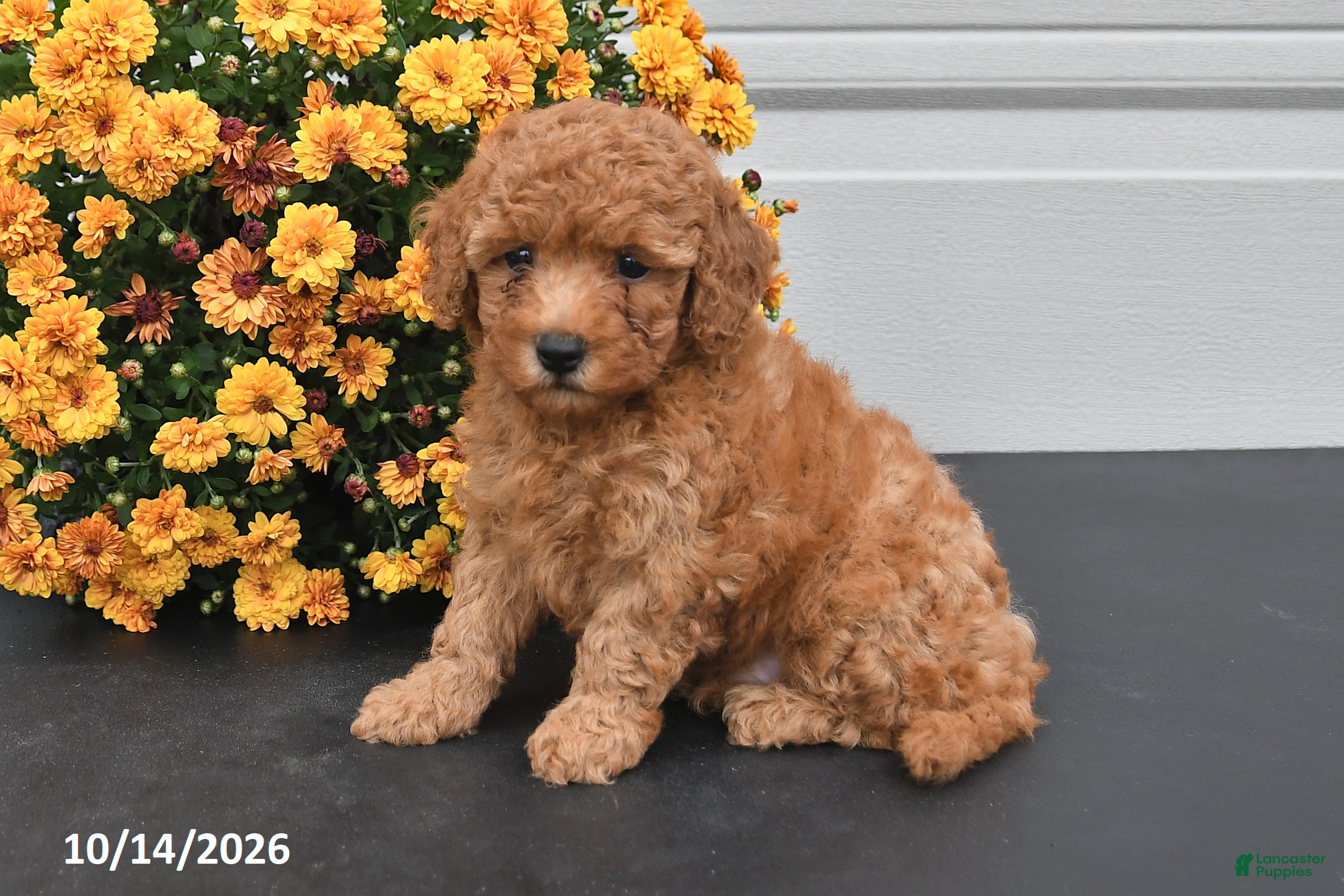 Bichpoo dogs Oliver - Ad 2