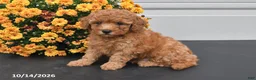 Bichpoo dogs for sale: Oliver - Ad 2