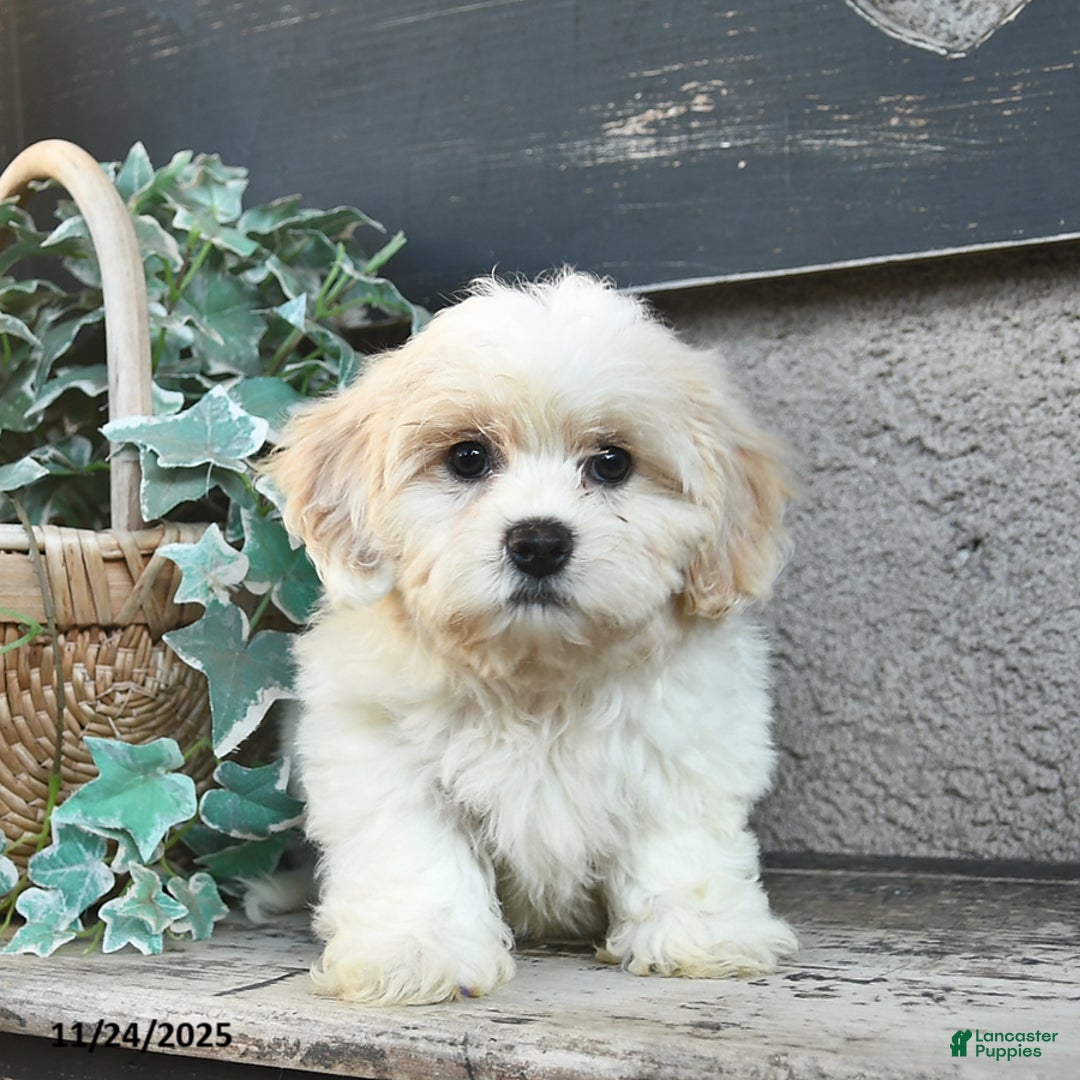 Bichpoo dogs for sale: Dylan  - Ad 3