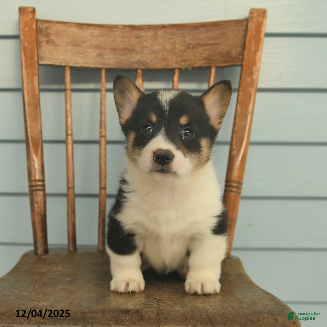 Welsh Corgi Pembroke dogs for sale: Sierra  - Ad 3