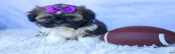 Shih Tzu dogs for sale: SADIE - Ad 13