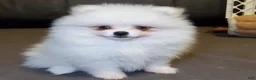 Pomeranian dogs for sale: Nugget - Ad 8