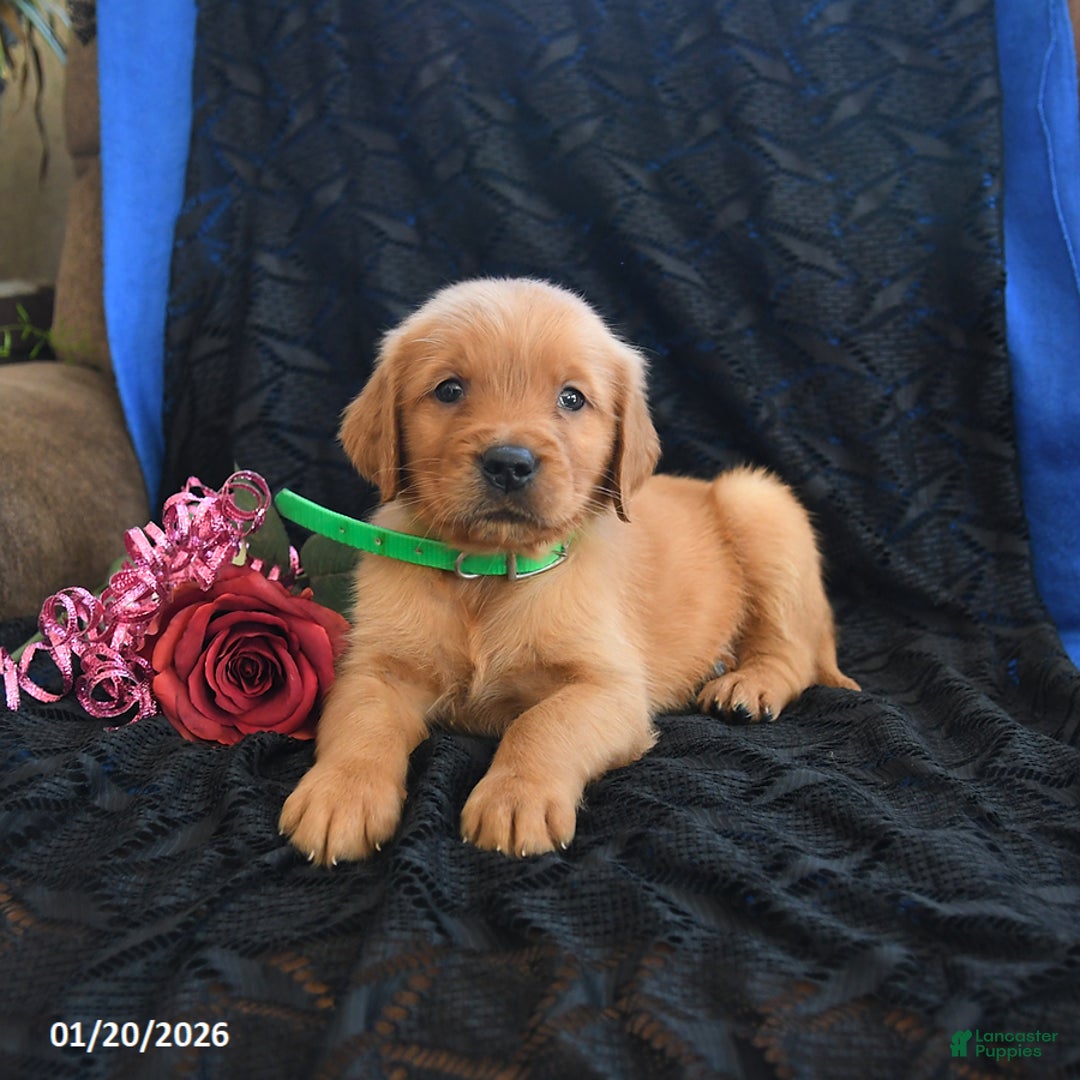 Golden Retriever dogs for sale: Jason - Ad 3