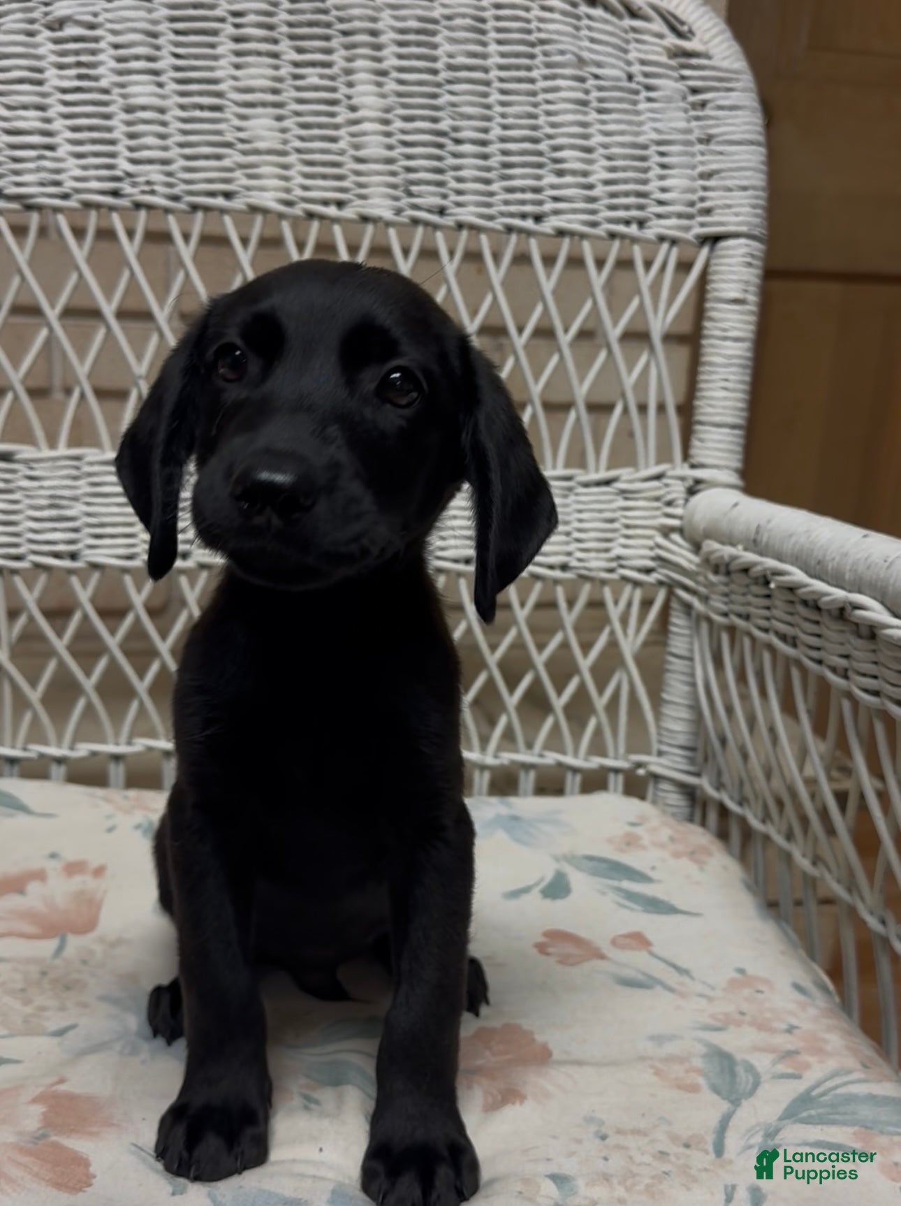Labrador Retriever dogs for sale: Labrador Retriever Jackie - Ad 34
