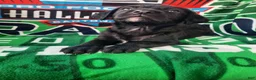 Mixed Breed dogs for sale: Officer Bronco - Ad 9