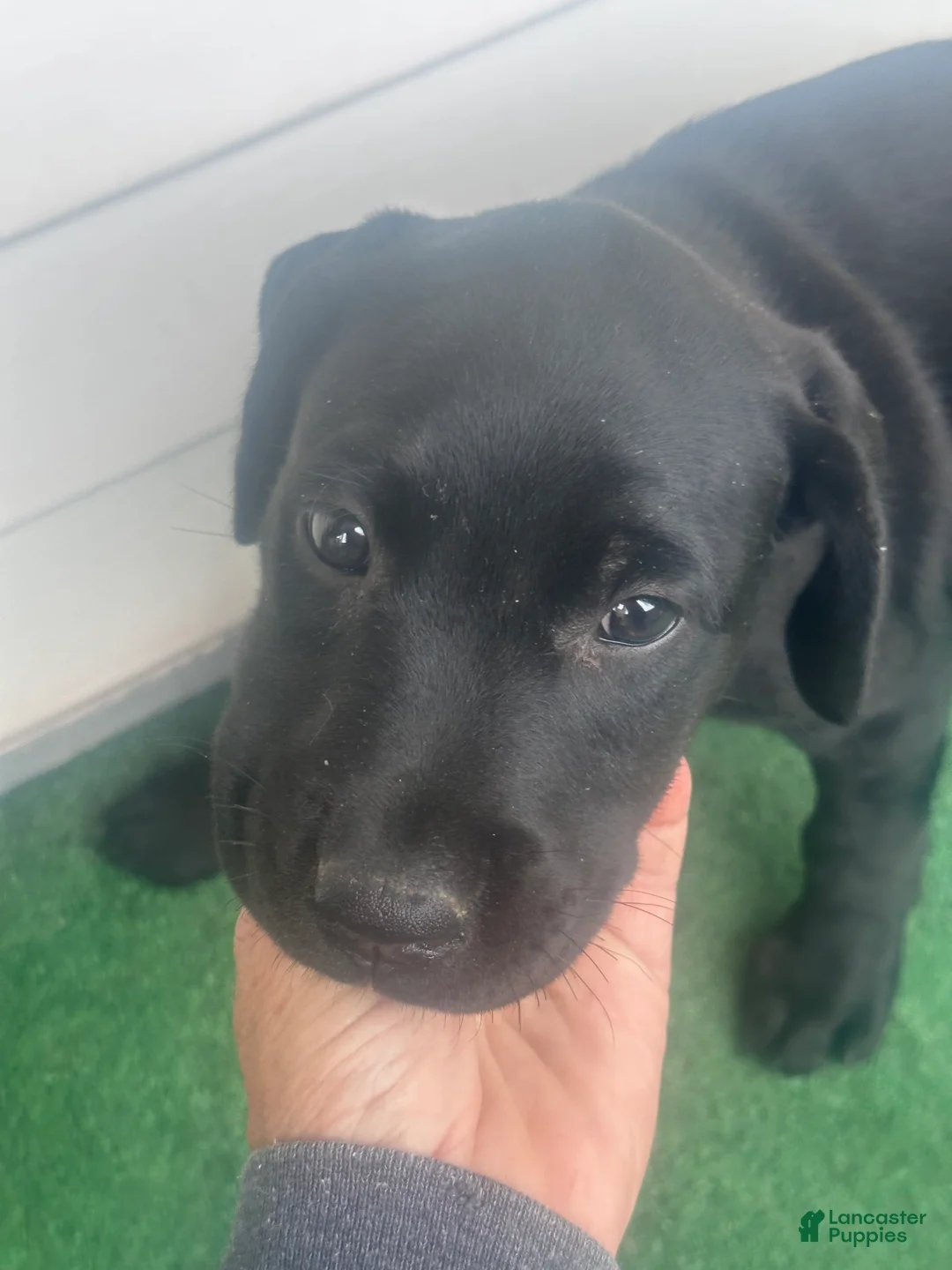 Gallery Image {{count}}