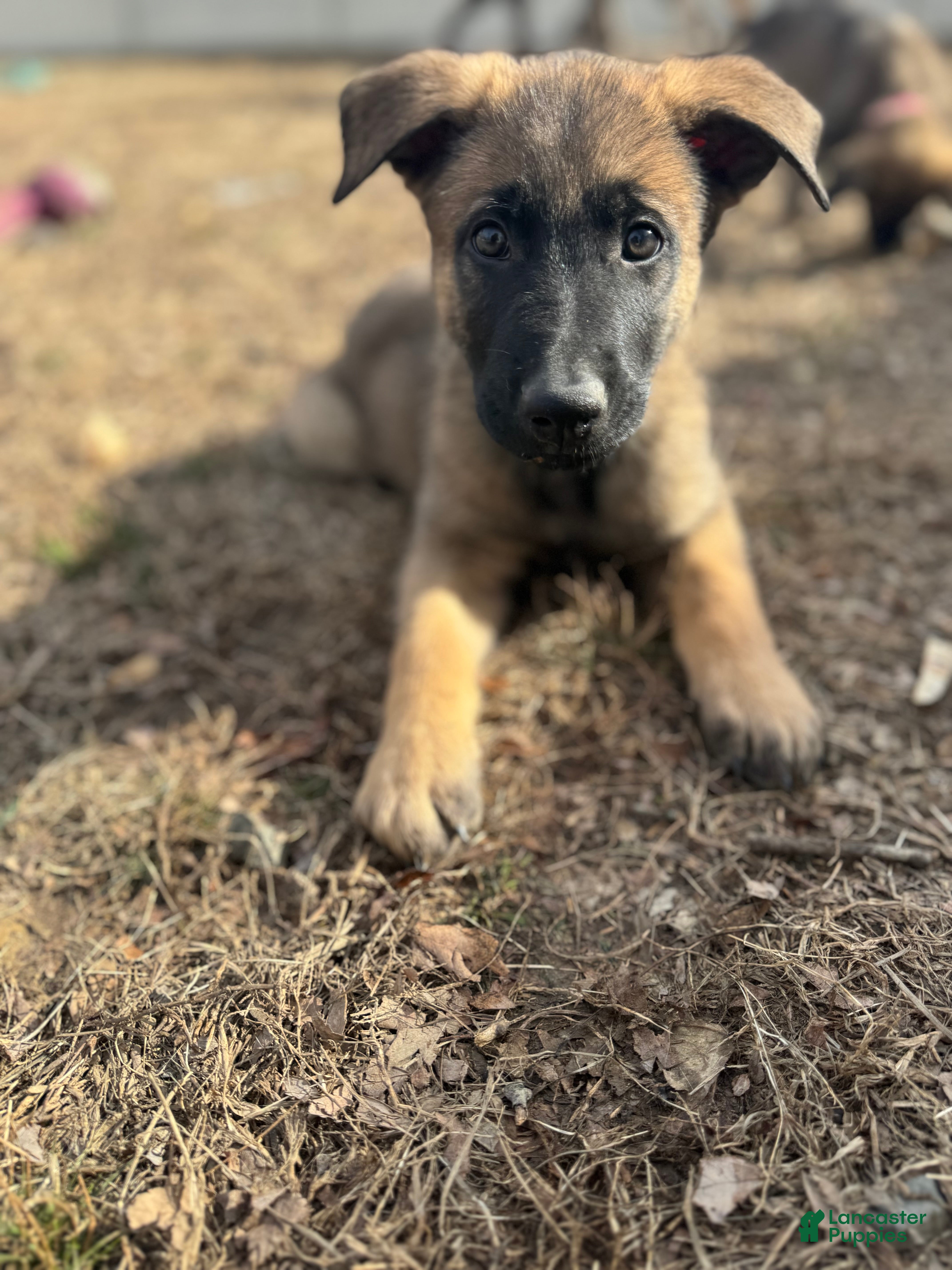 Mixed Breed dogs Blue - Ad 33