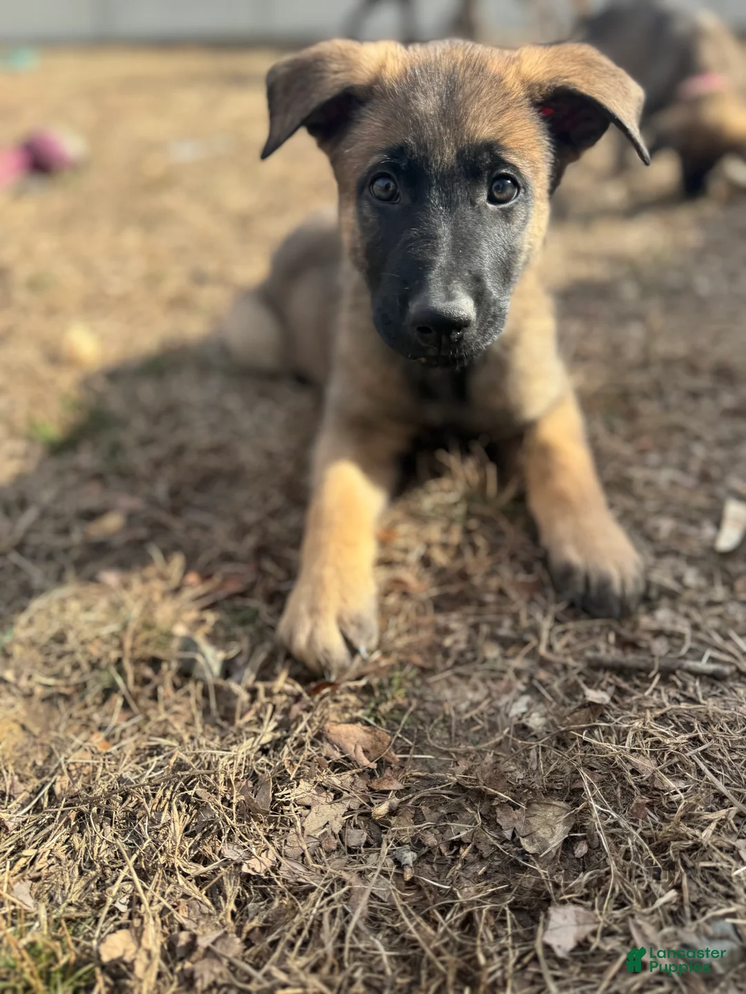 Mixed Breed dogs for sale: Blue - Ad 1