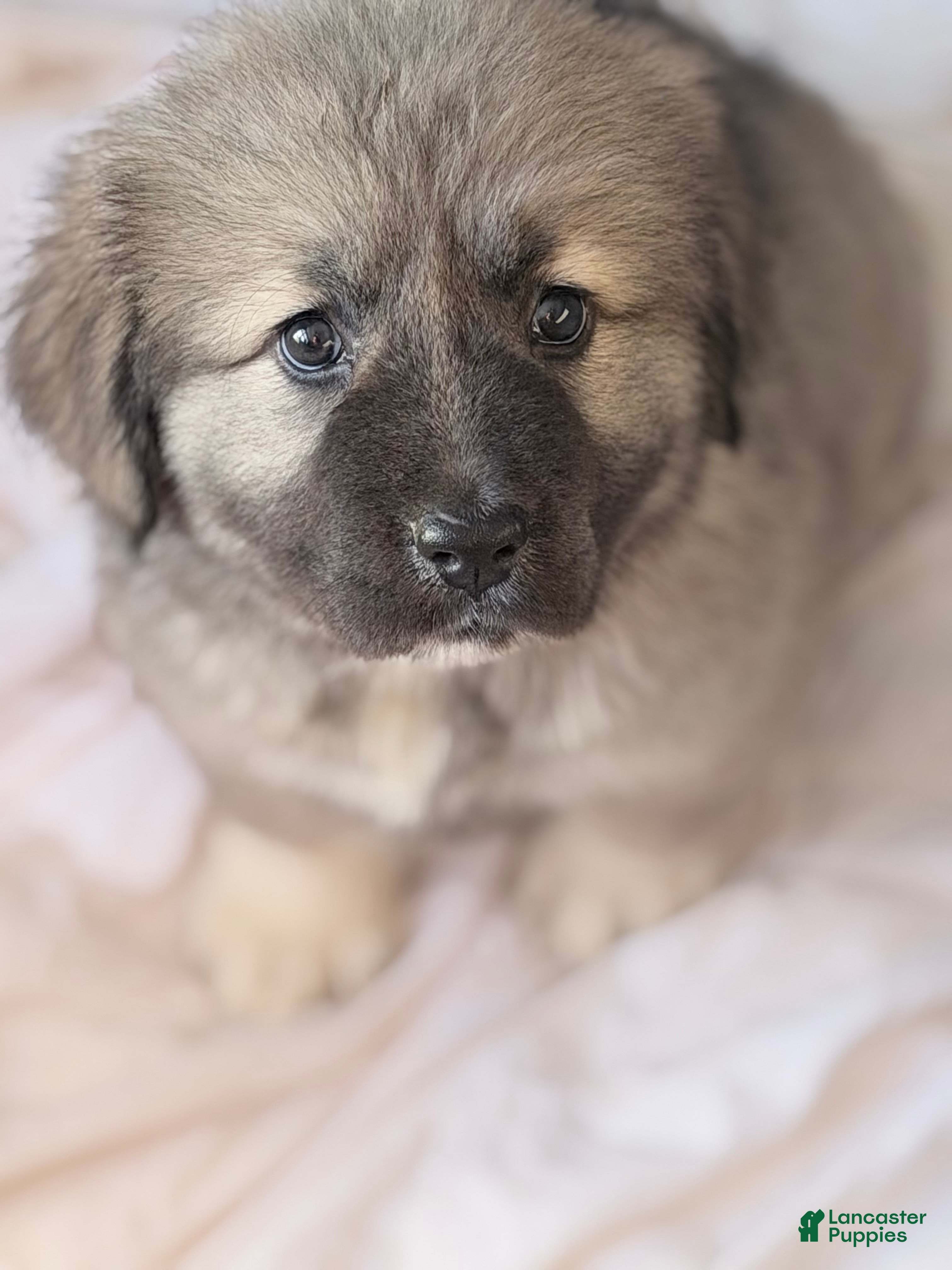 Caucasian Shepherd Dog dogs Caucasian Shepherd Dog Puppy  - Ad 1