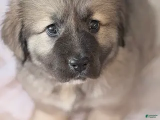 Caucasian Shepherd Dog dogs Caucasian Shepherd Dog Puppy - Ad 14