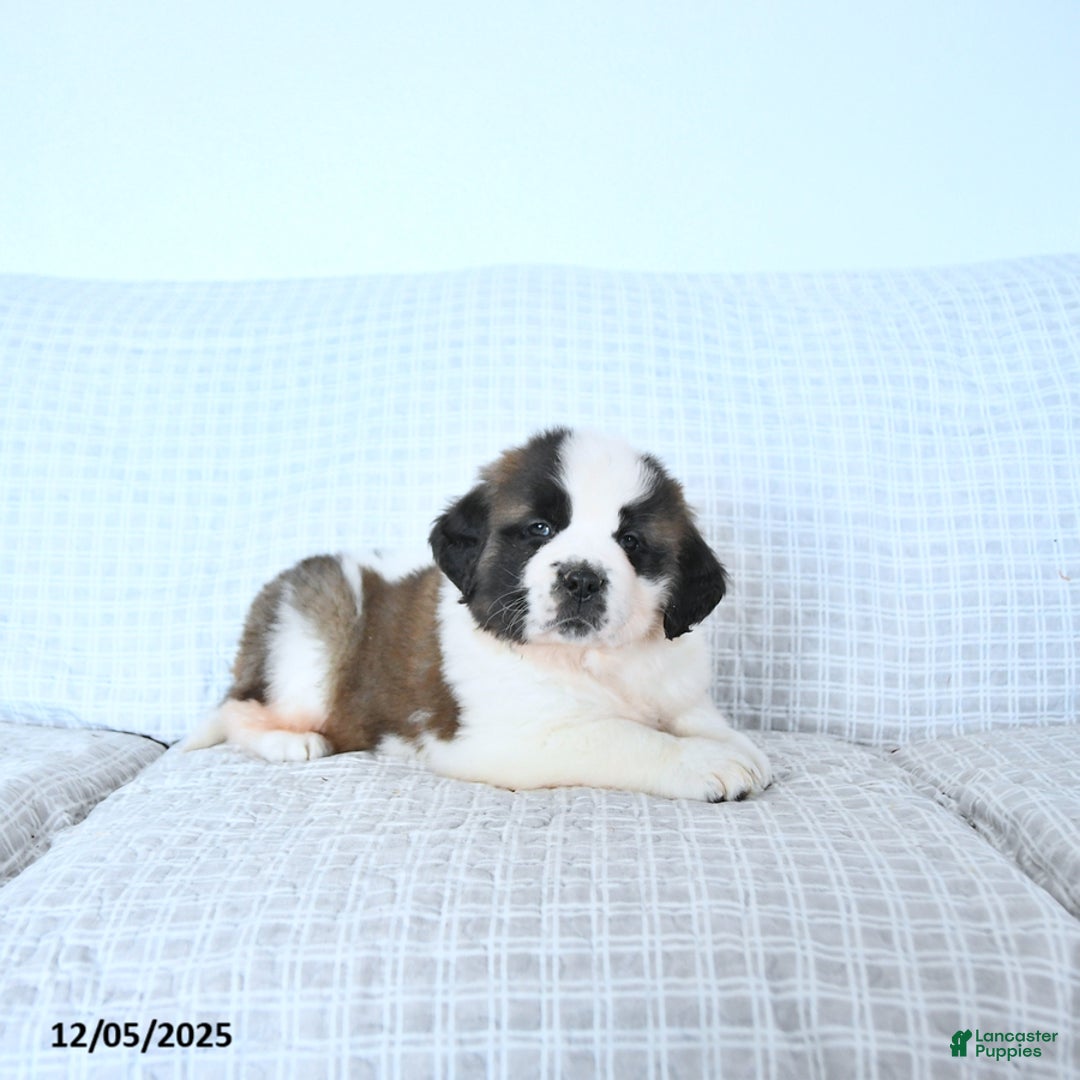 Saint Bernard dogs for sale: Rudolph - Ad 4