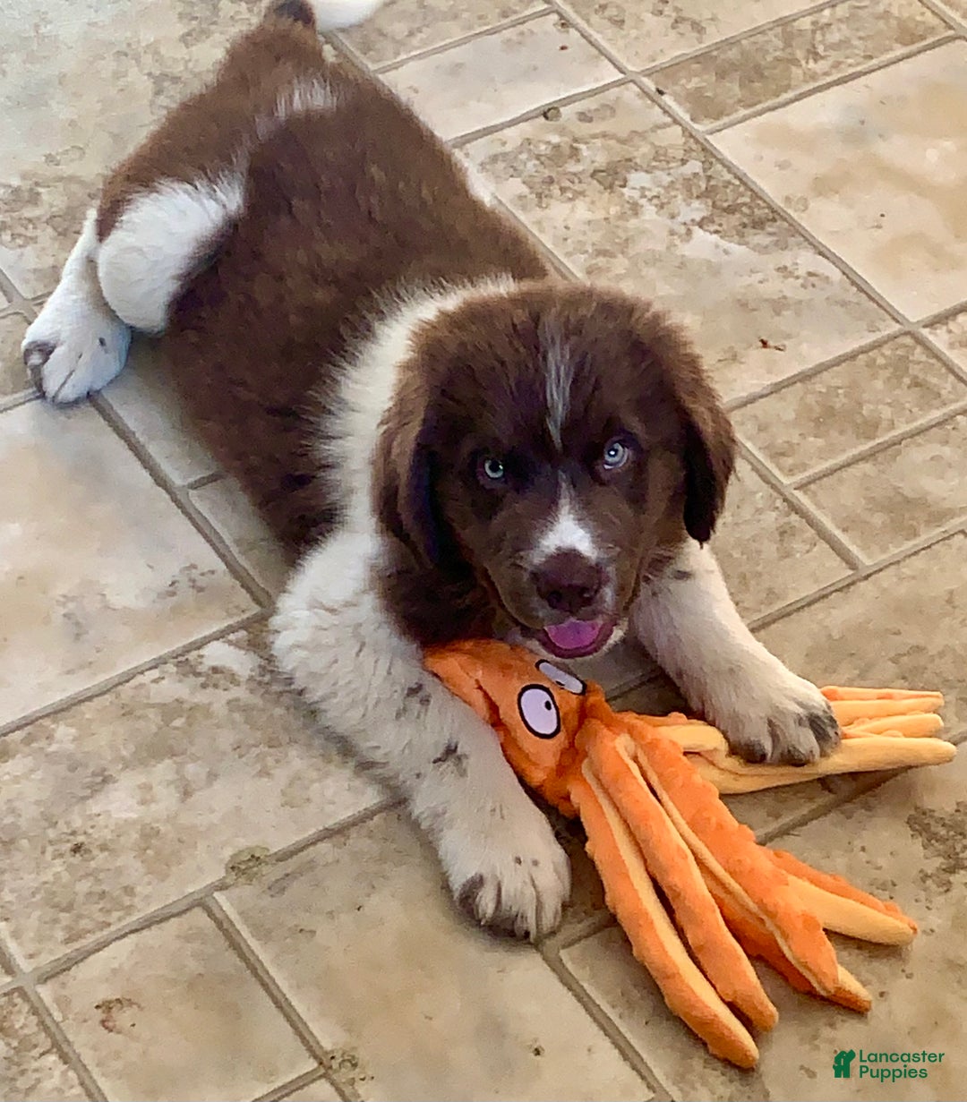 Newfoundland dogs for sale: Cindy - Ad 7