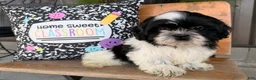 Shih Tzu dogs for sale: Shane Shih Tzu  - Ad 5