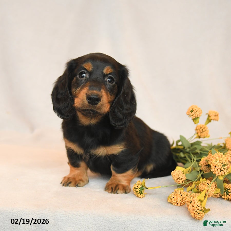 Miniature Dachshund dogs Blake - Ad 2
