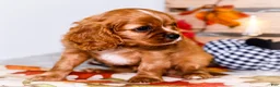 Cavalier King Charles Spaniel dogs for sale: Jimmie - Ad 5