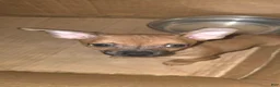 Chihuahua dogs for sale: Chihuahua 2 - Ad 2