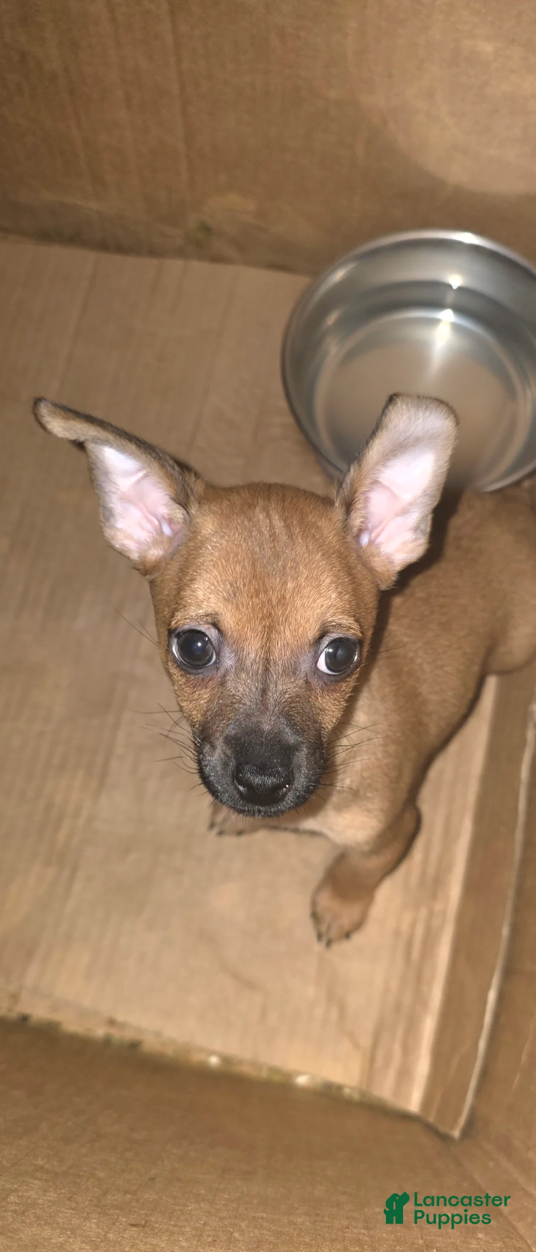 Chihuahua dogs for sale: Chihuahua 2 - Ad 2