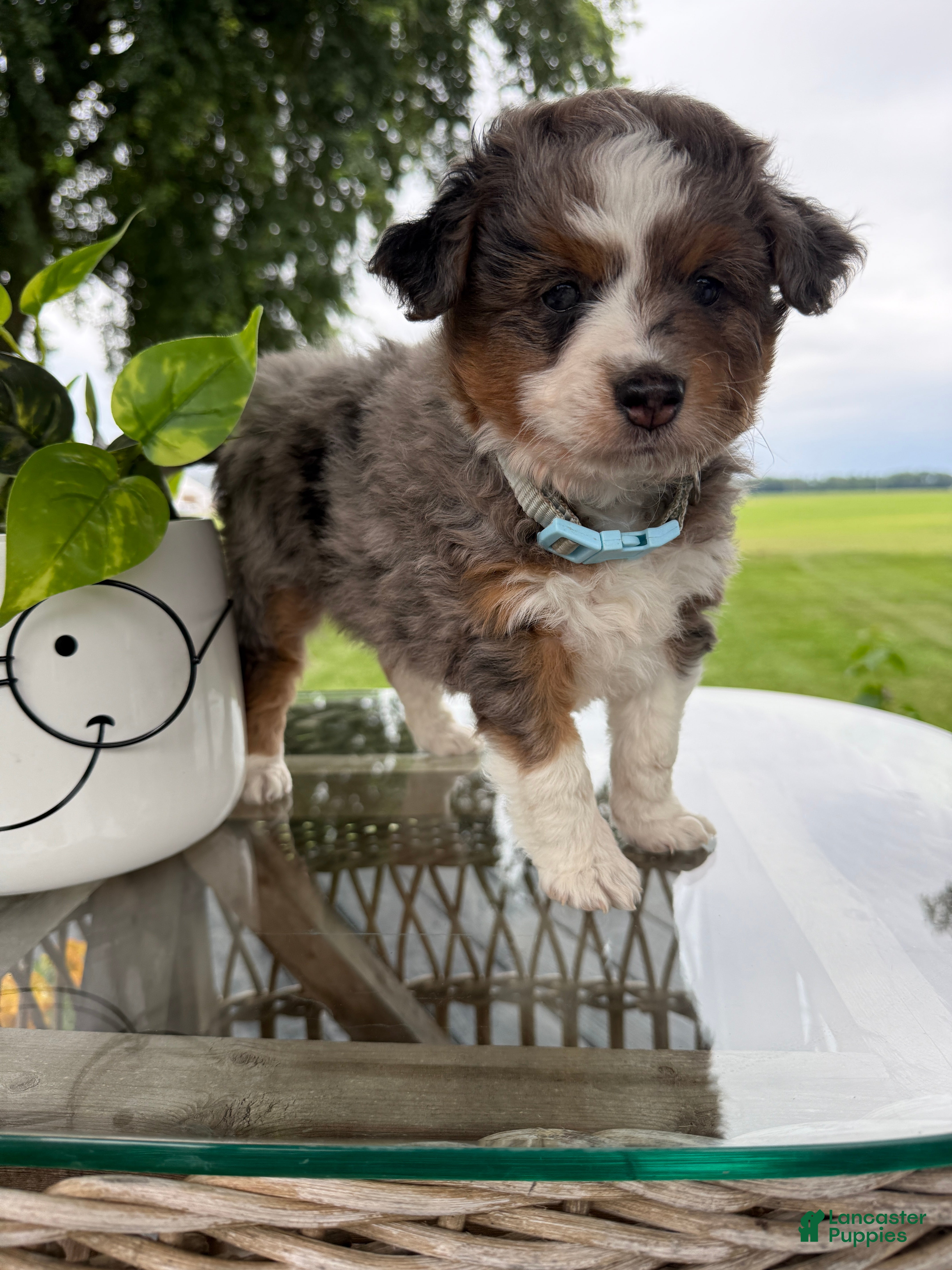 Mini Aussiedoodle dogs Clark - Ad 2
