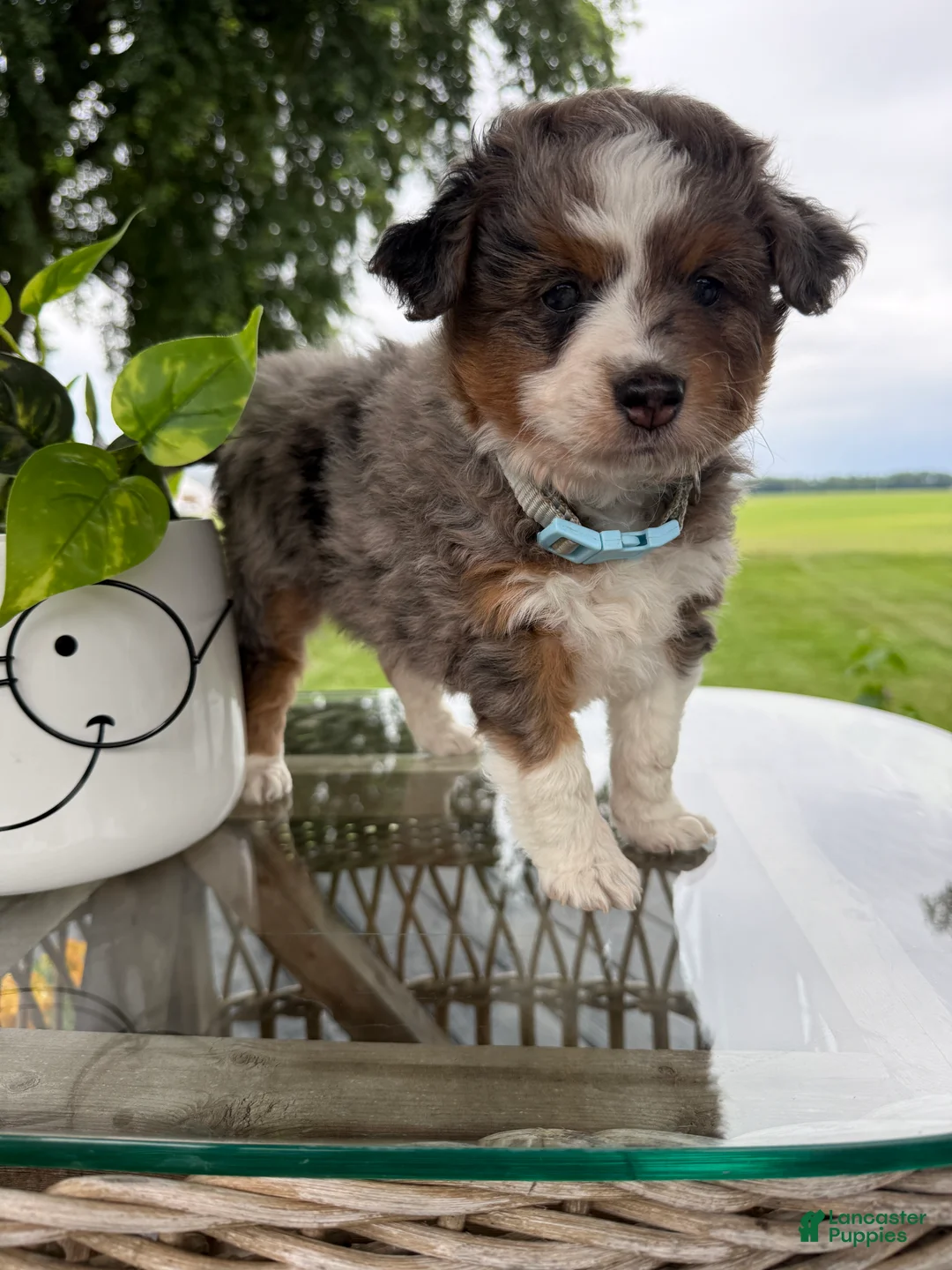 Mini Aussiedoodle dogs for sale: Clark - Ad 2