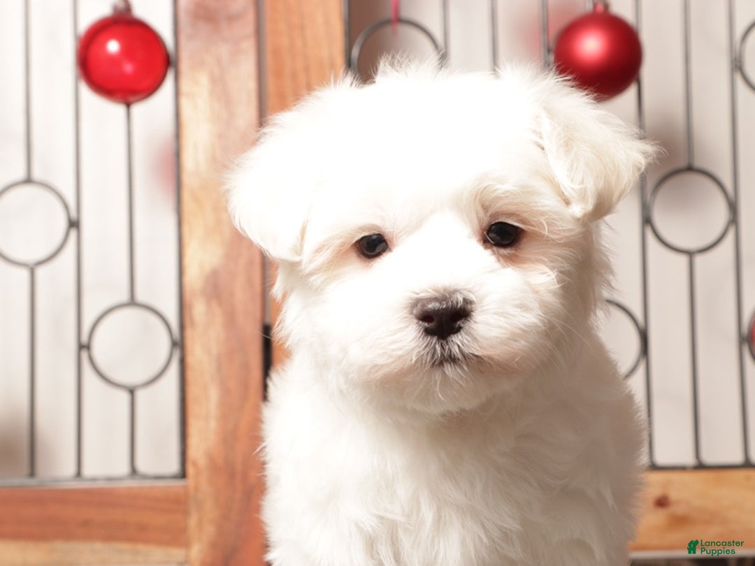 Maltese dogs for sale: Scooter - Ad 3