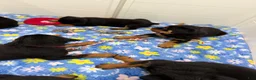Rottweiler dogs for sale: Rottweiler 6 - Ad 9