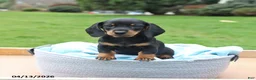 Miniature Dachshund dogs for sale: Lilly - Ad 5