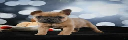 French Bulldog dogs for sale: April - Ad 6