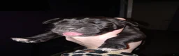 Daniff dogs for sale: LOVE-Daniff Puppy 8 - Ad 4
