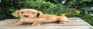 Pippa