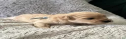 Maltipoo dogs for sale: Milo - Ad 7